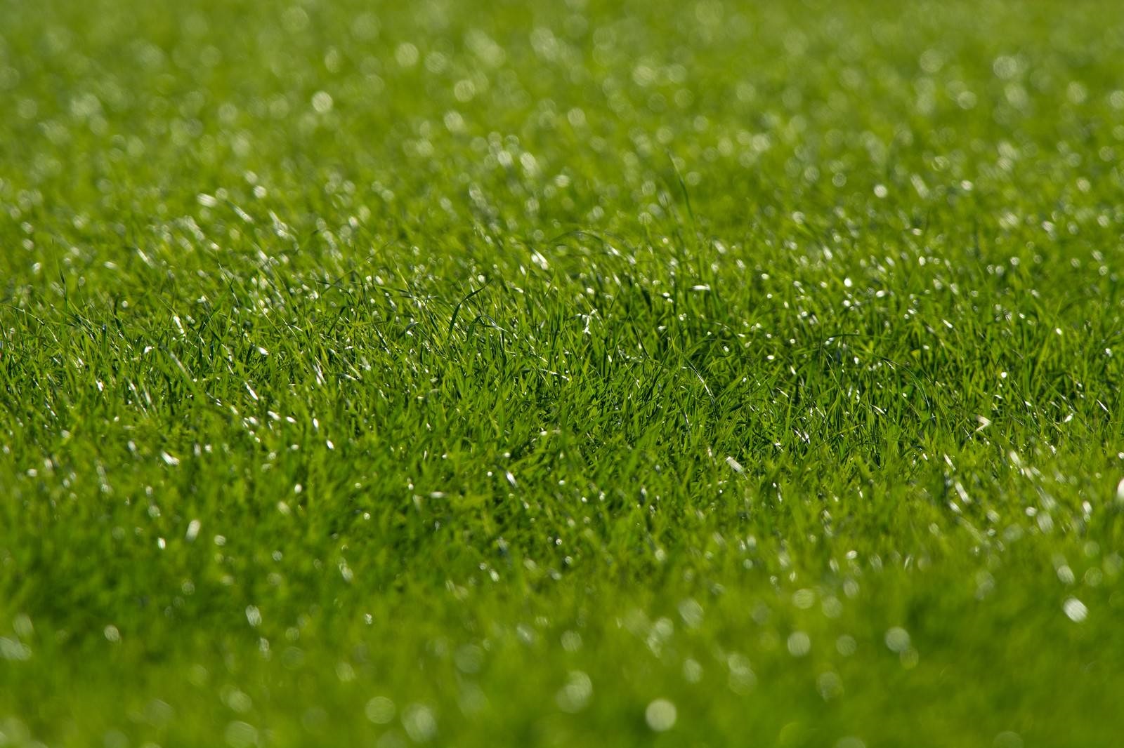 隣の芝は青く見える